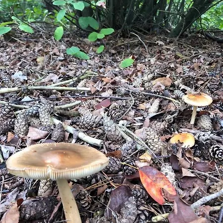 Vrijstaand Chalet In Bospark Alpstuga *