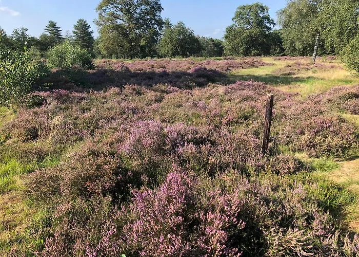 Chalet Vrijstaand Chalet In Bospark Hattemerbroek