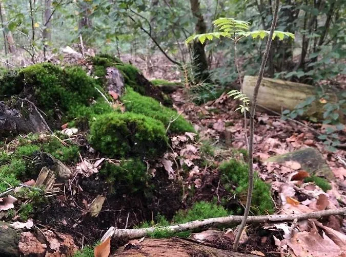 Vrijstaand Chalet In Bospark * Hattemerbroek