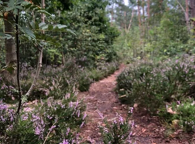 Vrijstaand Chalet In Bospark Hattemerbroek