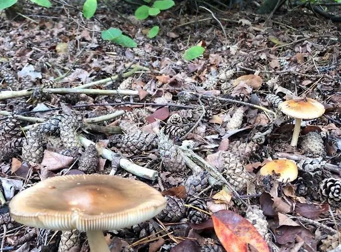 Vrijstaand Chalet In Bospark Chalet *