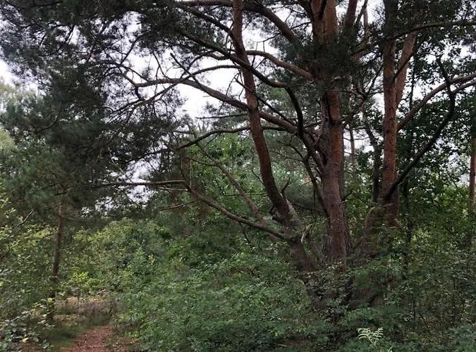 Vrijstaand Chalet In Bospark Chalet